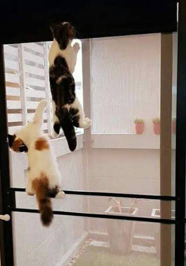 49 - https://kandtalunethomedesign.com | โรงงานรับผลิต ติดตั้งมุ้งจีบราคาถูก จัดส่งทั่วไทย ตลอด 24 ชั่วโมง